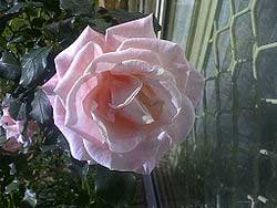 The Mary MacKillop Rose